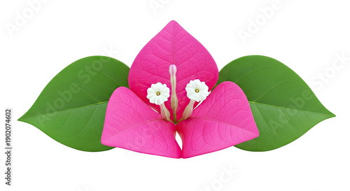 Pink Bougainvillea Flower with Green Leaves