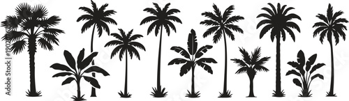 Tropical Palm Tree Silhouette Set, Exotic Jungle and Beach Plants Flat Vector Collection Isolated on White Background
