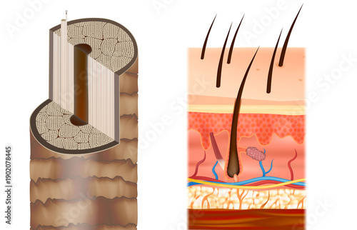 Hair Anatomy Cross Section Medical Vector Illustration. Human Hair Follicle Structure And Skin Layers Diagram