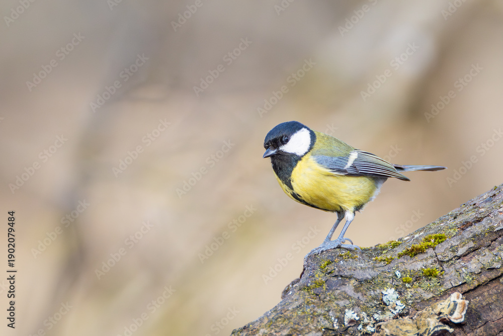 Naklejka premium Kohlmeise