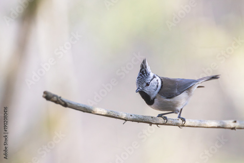 Haubenmeise im Winter