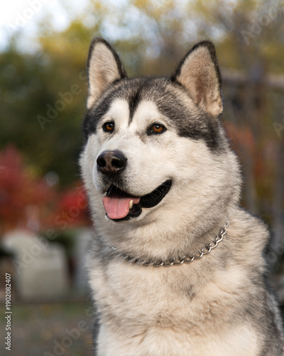 A funny Alaskan Malamute in a beautiful park in summer. A young Malamute in the park in autumn. A funny and sweet Alaskan Malamute poses for the camera. A photo shoot of a gorgeous Alaskan Malamute ag