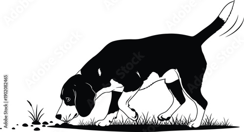 Black and white dog sniffing the ground isolated on transparent background
