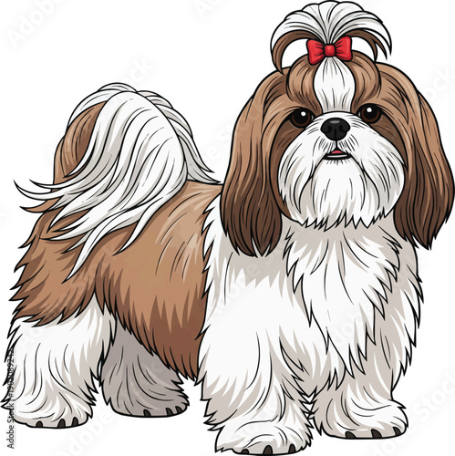 Shih Tzu dog standing attentive elegant show pose stance