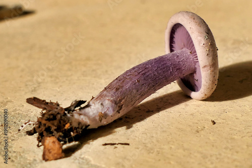 Close up of a Lepista nuda mushroom, sometimes called Clitocybe nuda or Wood Blewit
