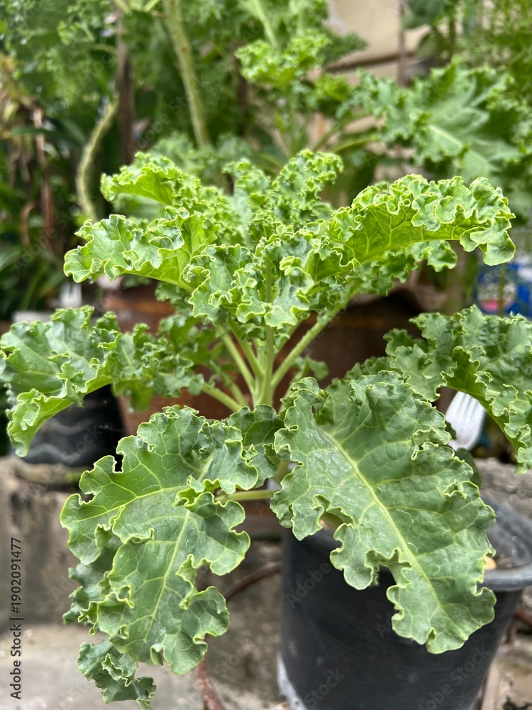 Fototapeta premium Kale plant with green leaves in a pot in the garden.