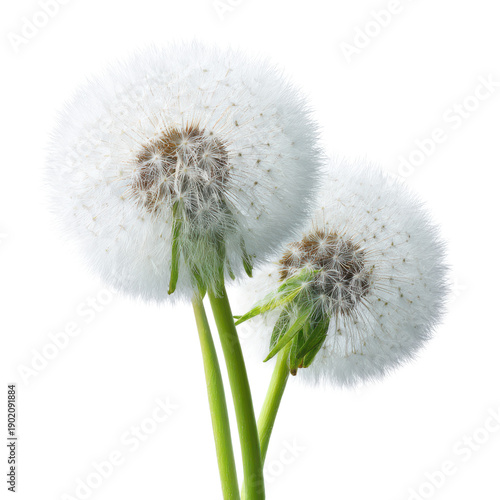 A close-up photo of three dandelion flowers