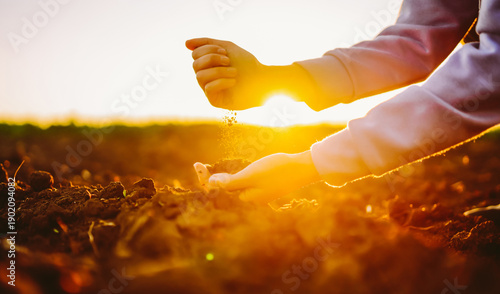 Tableau sur toile Two hands grasp dark soil in a field under a setting sun