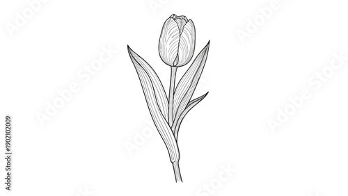 Delicate black and white botanical sketch of a single tulip flower on its stem with long narrow leaves on a white background.