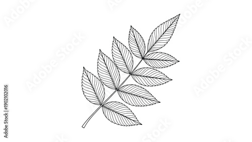 Detailed black and white line drawing of a compound rowan or ash leaf with several smaller leaflets along a central stem.