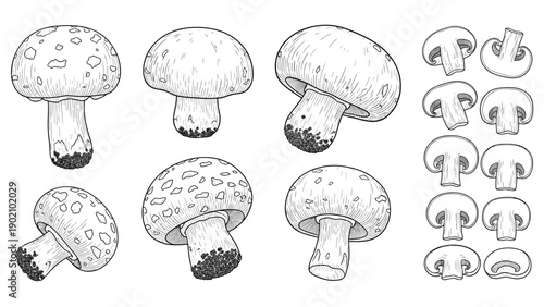 Detailed black and white botanical sketches of various mushrooms including whole fungi and several sliced cross-sections.