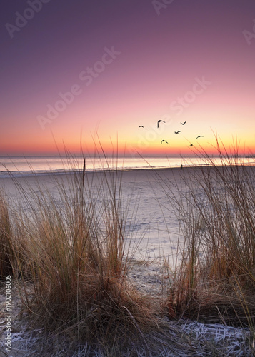 Dune grass on the beach in winter at a beautiful sunset