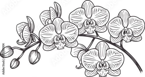 Hand drawn black and orchid flowers with petals and buds botanical