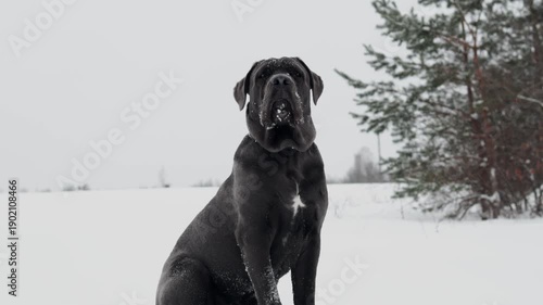 Cane Corso Walking in Heavy Snowstorm