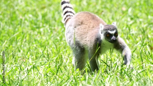 A ring-tailed lemur (Lemur catta) walks on the grassy ground, close up shot.