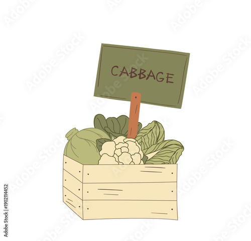 Fresh Organic Cabbage in Crate Vector