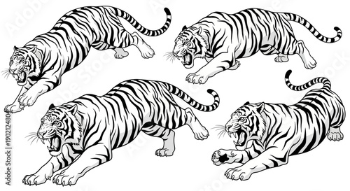 A dynamic illustration featuring four powerful tigers in various predatory poses, showcasing their striped coats and fierce expressions.