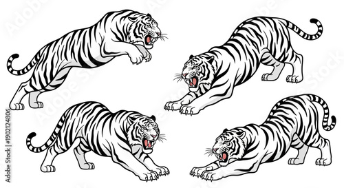 Four dynamic illustrations of white tigers in various predatory poses, showcasing their muscular build and fierce expressions.