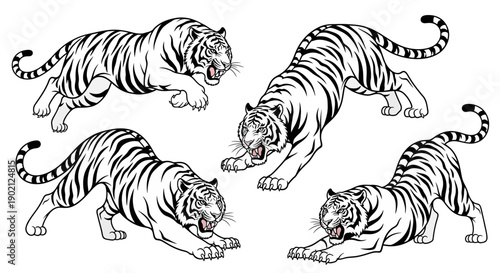 Four dynamic black and white illustrations of tigers in various predatory poses, showcasing their muscular build and fierce expressions.