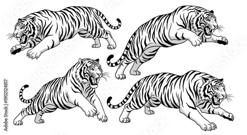 Four dynamic black and white illustrations of tigers in various predatory poses, showcasing their muscular build and fierce expressions.