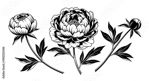 A detailed black and white illustration of three peonies, one fully bloomed, one partially bloomed, and one bud, with leaves and stems.
