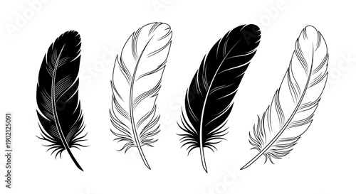 A set of four detailed illustrations of feathers, two black and two white, showcasing their delicate structure and texture.