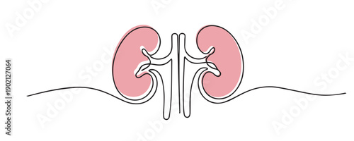 Line art drawing of human kidneys anatomy. One line drawing for medical education, renal health, anatomy study, and healthcare awareness.