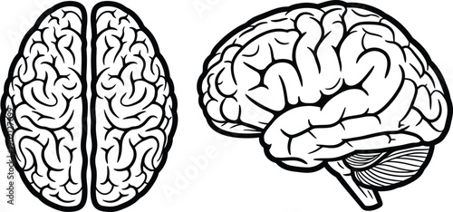 Human Brain Anatomy Detailed Illustration in Black and White Representing Mind, Intelligence, and Neuroscience Concepts for Education and Health