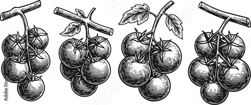 detailed black and white hand drawn tomatoes on the vine illustrations with leaves
