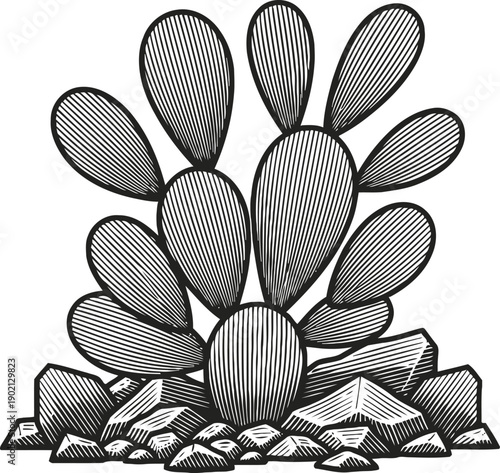 Black and white illustration of prickly pear cactus with rocks, desert plant engraving