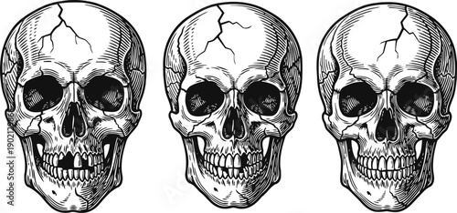 Three detailed human skull illustrations with cracks vintage engraving style, anatomy and gothic art design