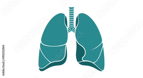 Illustration of human lungs and trachea from a frontal viewpoint showing anatomical details