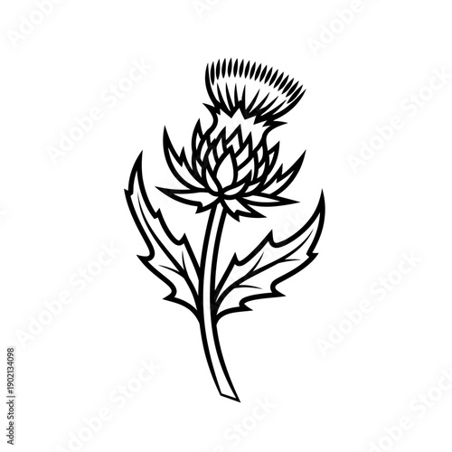 Black  line art vector of scottish thistle. Types of flowers, symbol of Scotland. Biology, biodiversity and species of plants
