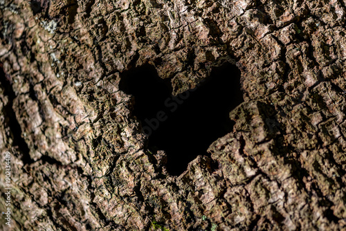 Billede på lærred Heart-shaped hole in the rough bark of a tree