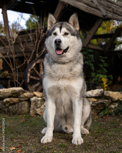 A funny Alaskan Malamute in a beautiful park in summer. A young Malamute in the park in autumn. A funny and sweet Alaskan Malamute poses for the camera. A photo shoot of a gorgeous Alaskan Malamute ag