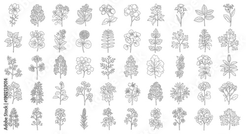 A comprehensive collection of diverse botanical illustrations, showcasing a variety of plant species and their unique leaf structures.