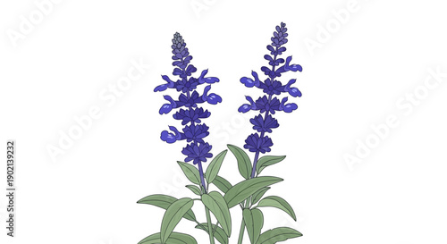 A detailed illustration of two vibrant purple salvia flowers with green leaves against a white background.