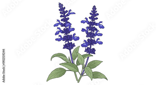 A detailed illustration of two vibrant purple salvia flowers with green leaves against a white background.