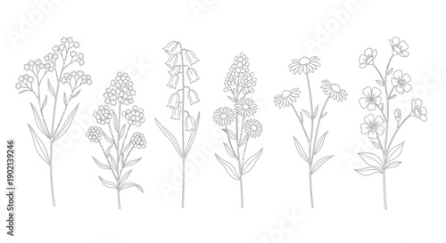 A delicate line drawing showcases a collection of six distinct wildflowers, each rendered with intricate detail against a clean white background.