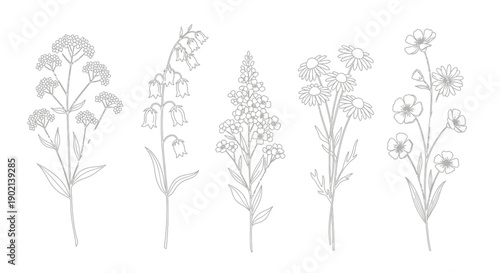 A delicate line drawing showcases five distinct wildflowers, each rendered with intricate detail against a clean white background.