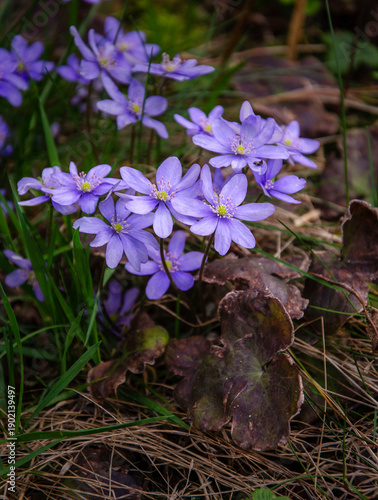 Wallpaper Mural A purple spring liverwort flower in the garden. Torontodigital.ca
