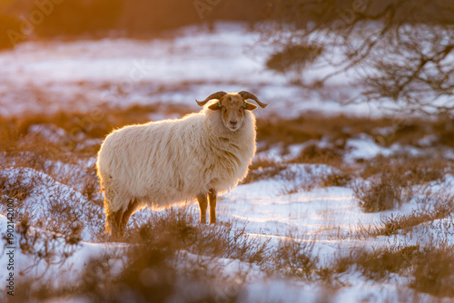 Drenthe heath sheep on snowy heath in the rural province of Drenthe, Geopark de Hondsrug, The Netherlands.