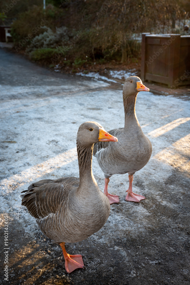 Obraz premium Two greylag geese in the snow. Greylag goose (anser anser) in Kelsey Park, Beckenham, Kent, UK.