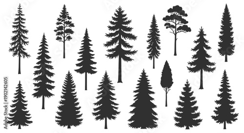 A collection of various evergreen conifer trees in silhouette, showcasing different shapes and sizes of pine, spruce, and fir.
