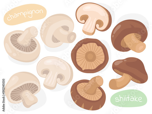 Collection of cute illustrations of Asian mushrooms, champignons, shiitake. 