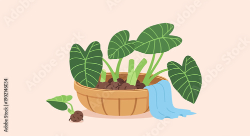 Lush green elephant ear plants in a woven pot with a blue cloth