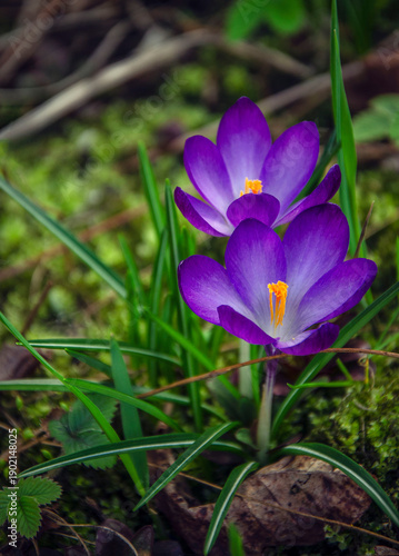 Wallpaper Mural Purple crocuses in the garden. Torontodigital.ca