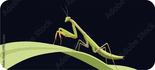 Green praying mantis on a pale green leaf against a dark background