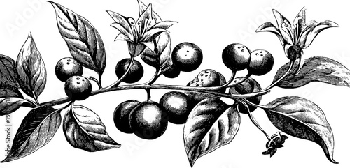 Vintage botanical engraving of 19th century parchment banner design