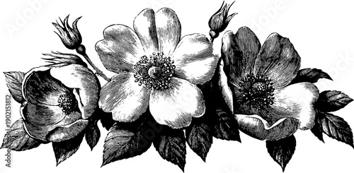 Vintage botanical engraving of 19th century floral design on parchment banner